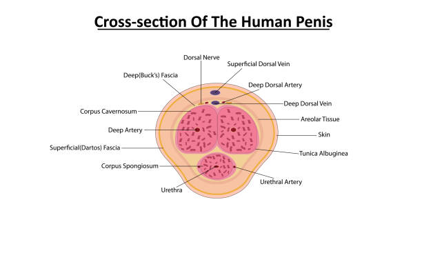 Cross section of the human penis vector Diagram of a cross-section dorsal view of a human penis. Reproductive organ. male reproductive system cross section stock illustrations