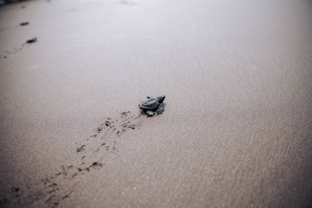 istock Baby Sea Turtle Release Sandy Ocean Beach 2205761893