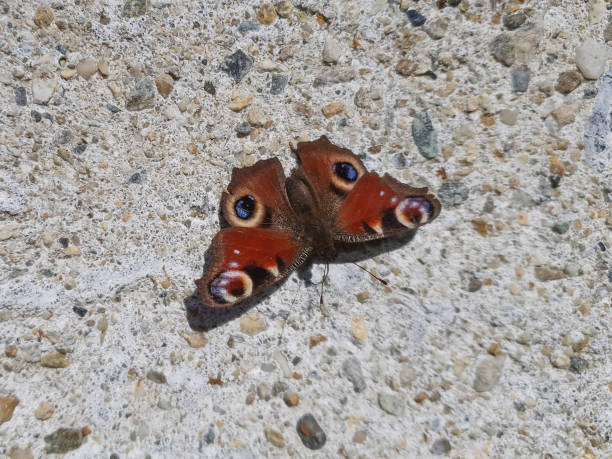 istock peacock butterfly scient. name aglais io 2205761957