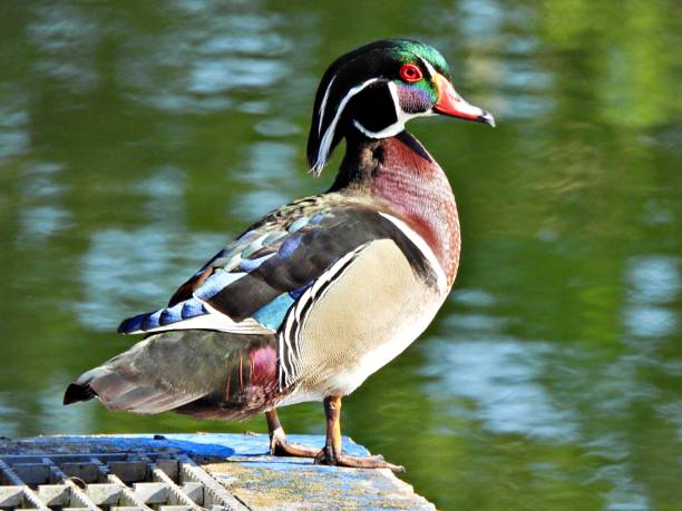 Wood Duck - profile