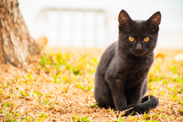 istock black kitten close-up in the grass attentive kitten sitting next to the tree looking forward 2205762642