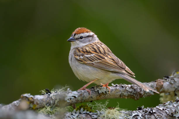 chipping sparrow bird perching on tree branch