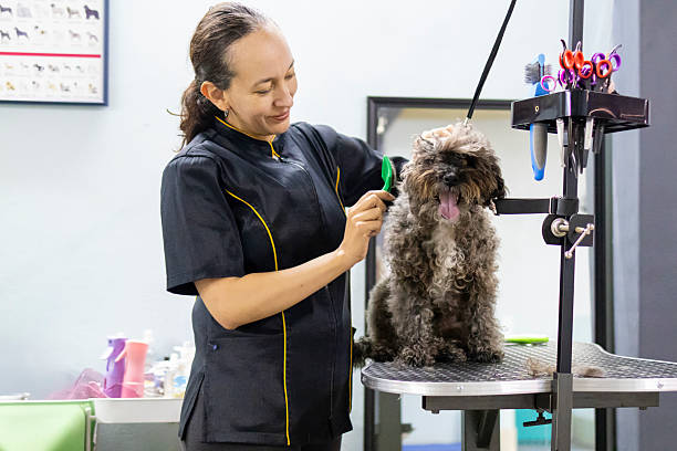 istock Woman brushing a dog 2205764631