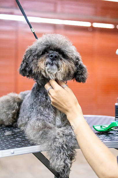 istock Dog allowing himself to be groomed 2205765917
