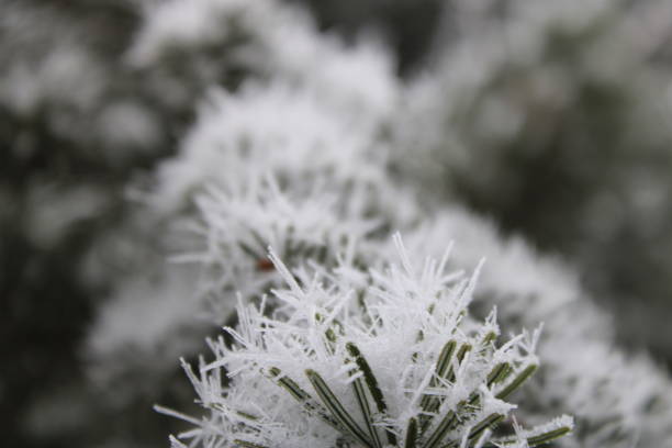 gorgeous Landscape of Snowy Pine trees . High quality photo