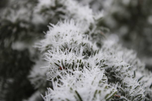 gorgeous Landscape of Snowy Pine trees . High quality photo