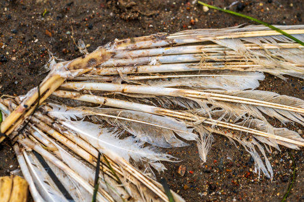 istock weathered bird feathers on dirt and pebbles.. 2205766777