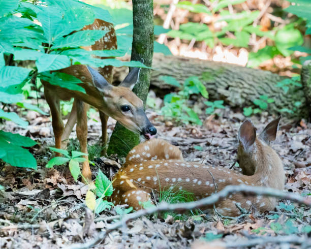 istock Deer Fawns Camouflaged in Forest Underbrush 2205767229