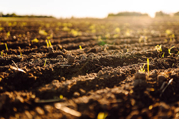 istock Close-up of black soil prepared before sowing plants, vegetables, seed in sunset light. 2205767385