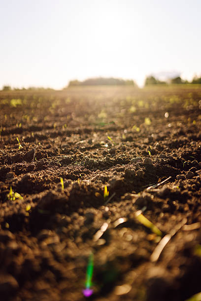 istock Close-up of black soil prepared before sowing plants, vegetables, seed in sunset light. 2205767387