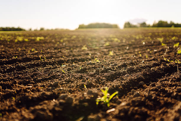 istock Close-up of black soil prepared before sowing plants, vegetables, seed in sunset light. 2205767388