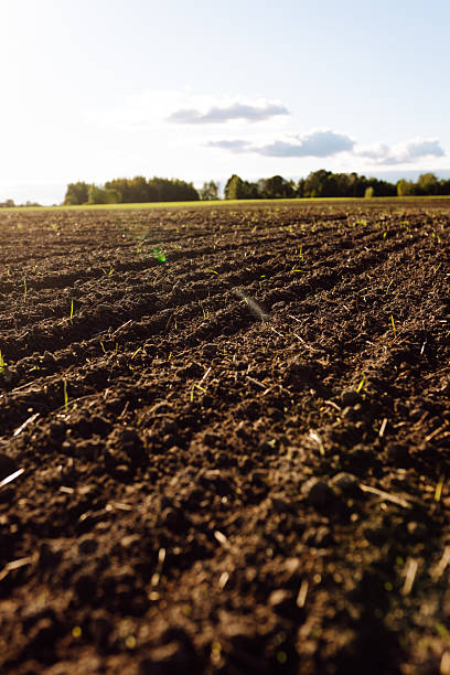 istock Close-up of black soil prepared before sowing plants, vegetables, seed in sunset light. 2205767419