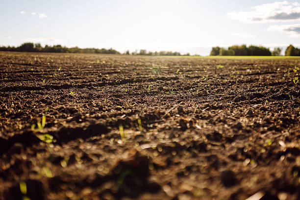 istock Close-up of black soil prepared before sowing plants, vegetables, seed in sunset light. 2205767420