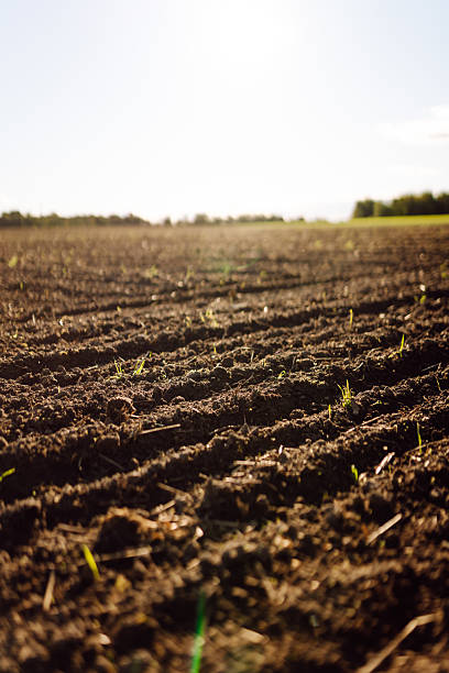 istock Close-up of black soil prepared before sowing plants, vegetables, seed in sunset light. 2205767421