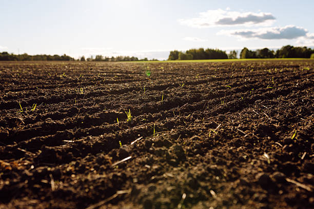 istock Close-up of black soil prepared before sowing plants, vegetables, seed in sunset light. 2205767422