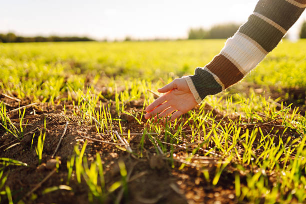istock Female hand examining plant sprout. 2205767668