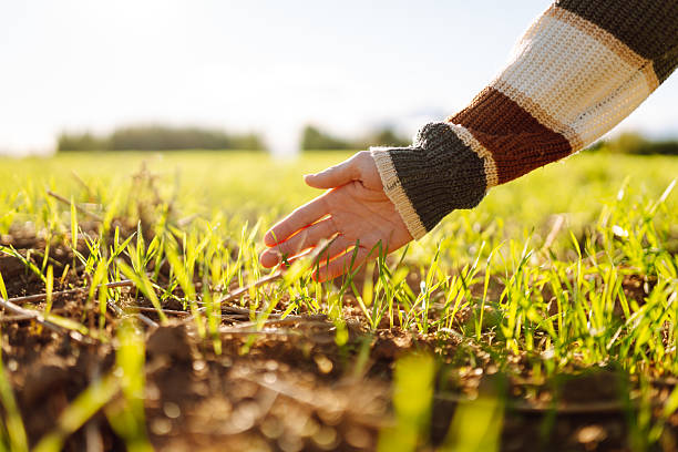 istock Female hand examining plant sprout. 2205767683