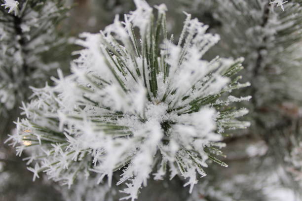 gorgeous Landscape of Snowy Pine trees . High quality photo