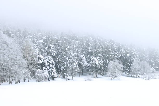 gorgeous Landscape of Snowy Pine trees . High quality photo