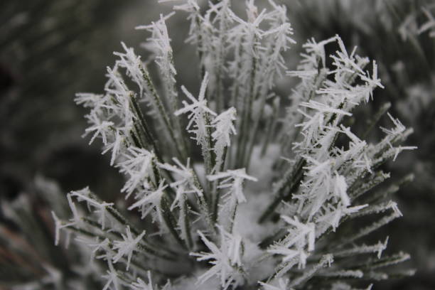 istock gorgeous Landscape of Snowy Pine trees 2205768023