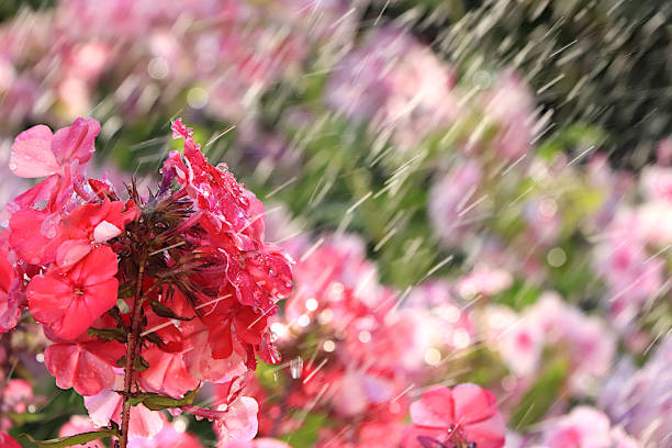 istock Abstract floral spring defocused background in pastel colors with soft focus and bokeh. Screen banner with phlox flowers in the rain, beautiful bright greeting card or invitation 2205768212
