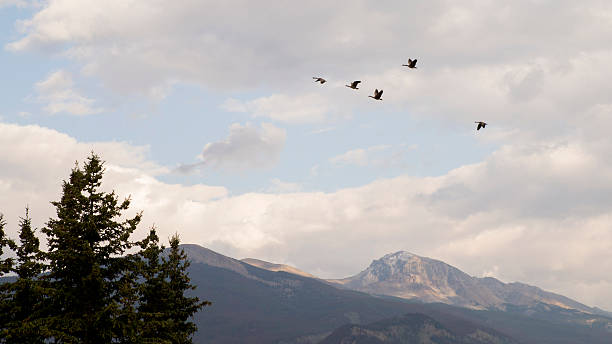 istock Canada geese fly over the mountain tops in Jasper 2205768289
