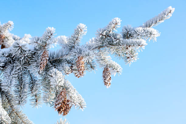 Spruce tree branch with cones covered by rime ice on a blue sky background. Space for copy.