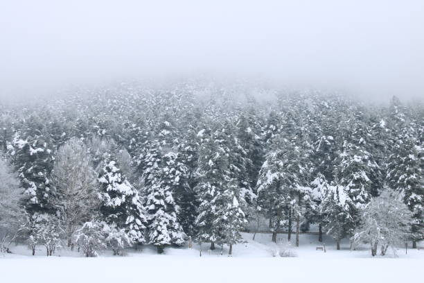 gorgeous Landscape of Snowy Pine trees . High quality photo