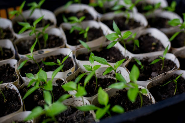 istock Seedling cultivation: Growing young plants in upcycled coffee cups 2205770756