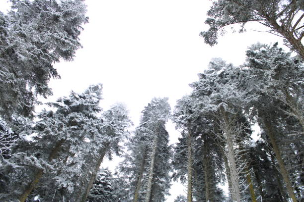 gorgeous Landscape of Snowy Pine trees . High quality photo