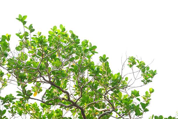 A green leaf color