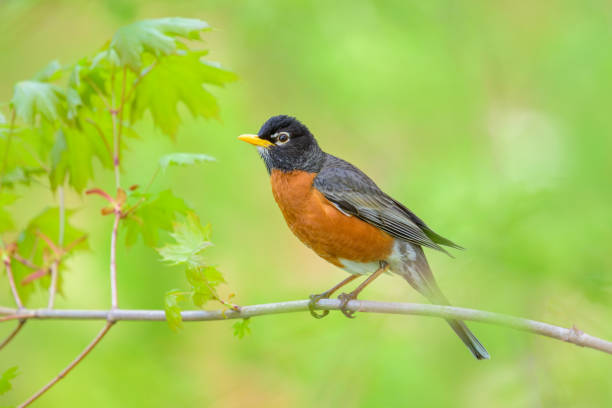 istock American Robin bird perching on tree branch with soft green background 2205773213