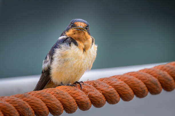 istock Barn Swallow bird perching on orange rope looking at camera 2205773223