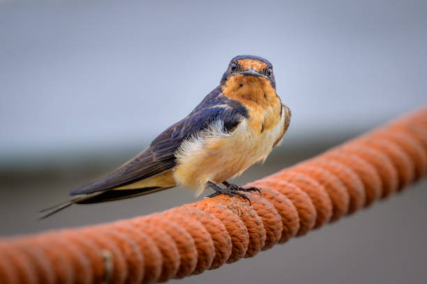 istock Barn Swallow bird perching on orange rope looking at camera 2205773228