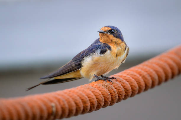 Barn Swallow bird perching on orange rope looking to side