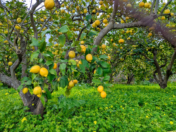 istock Lemon tree at The Botanic Garden (jardi botanic) in Soller, Mallorca, Spain 2205774421