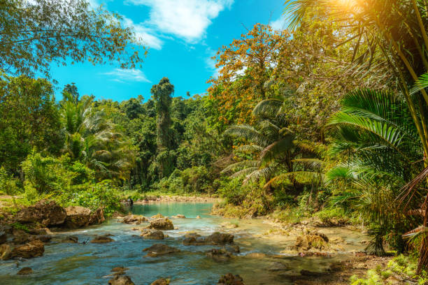 istock Tropical River Scene Amidst Lush Jungle on a Sunny Day 2205775470