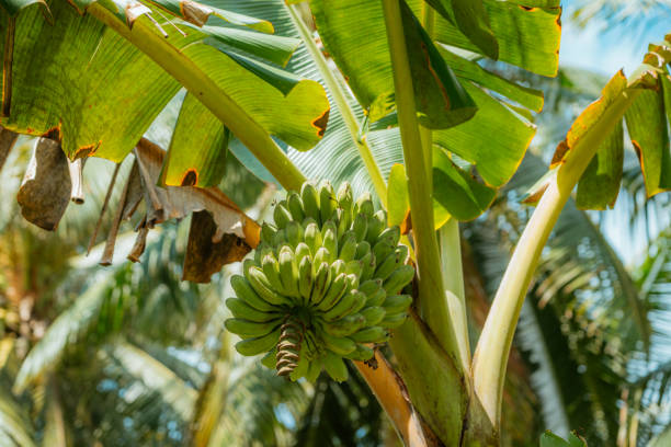 Ripe bananas hanging on a tree surrounded by vibrant green leaves in a rainforest environment, photographed in Siquijor, Philippines.