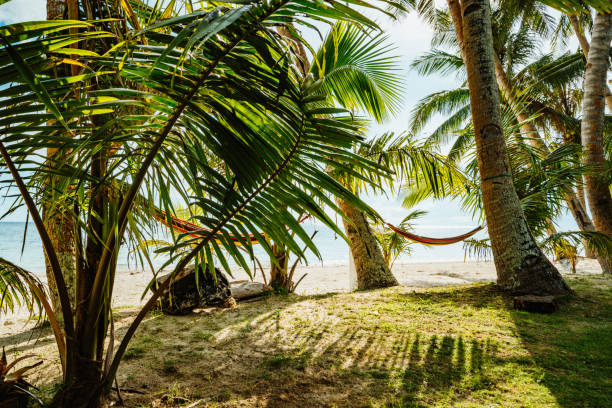 Stunning tropical scene showcasing palm trees and a hammock on a serene beach reminiscent of tranquil island living.