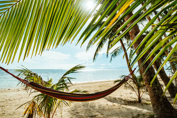 An inviting tropical beach framed by lush palm trees, showcasing a hammock and tranquil ocean views, capturing the essence of relaxation and tranquility.