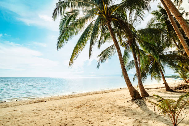 A serene tropical beach in Siquijor featuring tall palm trees along the coastline with clear blue skies and tranquil waters, showcasing the beauty of island paradise and serenity of nature.