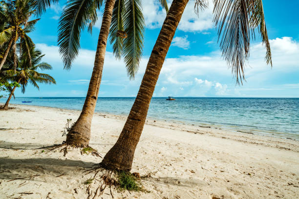 A peaceful tropical setting featuring lush coconut palm trees, pristine sandy beaches, and calm clear blue waters. Ideal vacation or tropical getaway destination imagery.