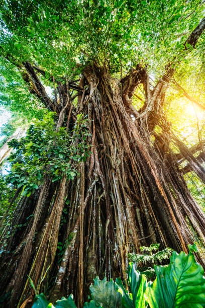 A stunning Banyan tree in a lush forest, bathed in golden sunlight filtering through the leaves, showcasing the beauty of tropical nature.