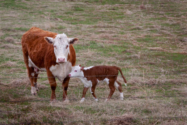 Cow and Young Calf by a Fence