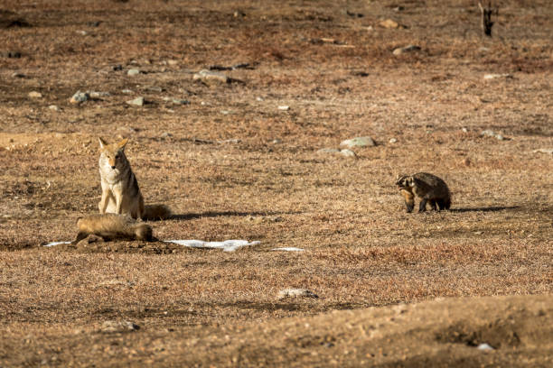 istock Two American Badgers with Coyote 2205775891