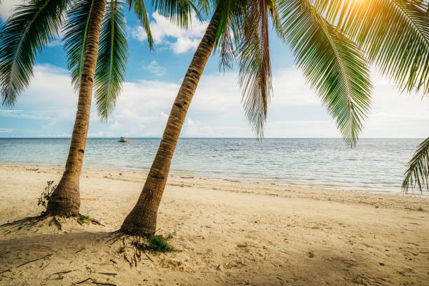 istock Tranquil Beach Scene with Palm Trees and Shimmering Blue Ocean Waters 2205775905