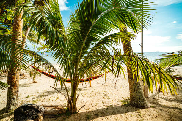 A relaxing hammock suspended between palm trees on a sunlit tropical beach, with golden sands and vibrant greenery, creating an atmosphere of serenity and escape.