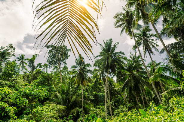 Vivid tropical scenery featuring dense jungle foliage and towering palm trees illuminated by warm sunlight, evoking feelings of an exotic paradise on Siquijor Island in the Philippines.