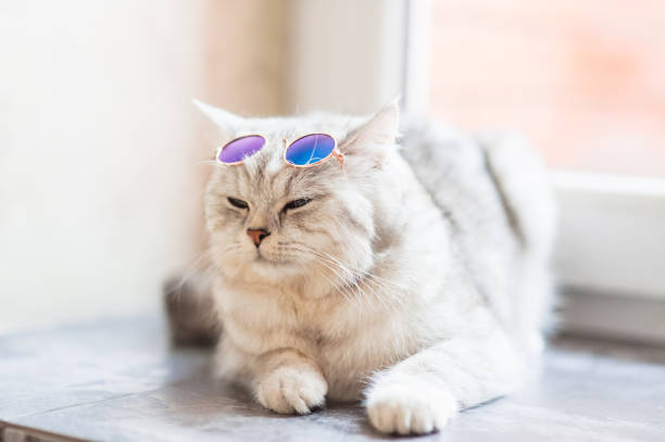 istock The Scottish Fold cat is having a rest 2205777163
