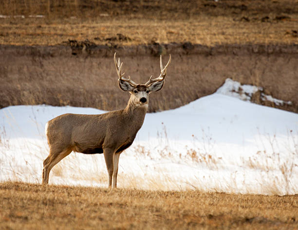 istock Mule Dear Buck in the Badlands 2205777199